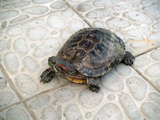large amphibious turtle
