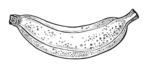 Vector hand drawn banana. Graphic illustration.