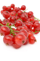 red currant