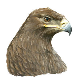 Cartoon eagle - head - illustration for children