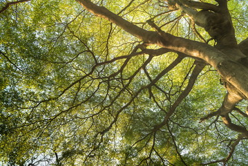 The tropical rainforest tree.