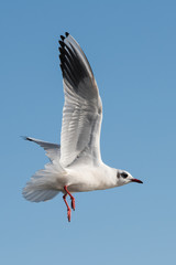 Black-headed Gull, Chroicocephalus ridibundus