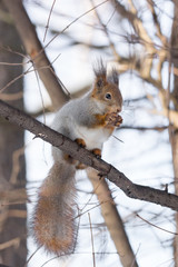 Obraz premium squirrel on a tree