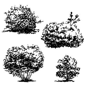 Hand drawn bush sketch vector illustration isolated on white  wall  stickers draw symbol landscape  myloviewcom
