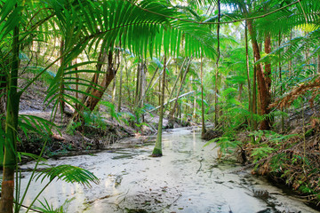 Fraser Island's tropical rainforest at Central Station 