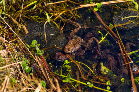 Frogs  in the water with their eggs