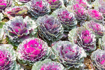 Obraz premium Fresh cabbage (brassica oleracea) plant leaves