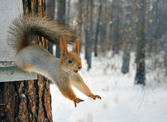 red squirrel jumps from tree.