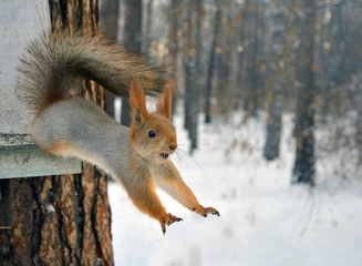 Schilderijen op glas red squirrel jumps from tree. © vladimir pb