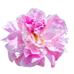  pale pink peonies isolated on white background