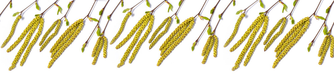 birch tree buds