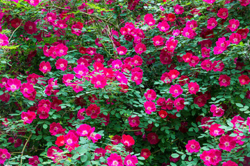 Fototapeta premium Many Pink Roses in Garden