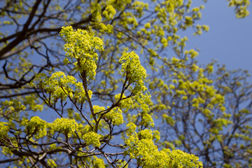 yellow flowers maple tree