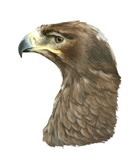 Cartoon eagle - head - illustration for children