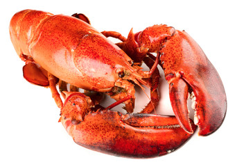 Red lobster isolated on white background