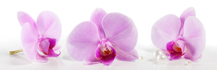 large orchid flowers on a white background. Beautiful floral background