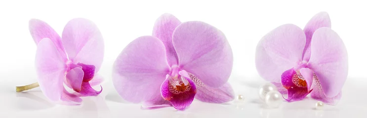 Photo sur Plexiglas Orchidée grandes fleurs d& 39 orchidées sur fond blanc. Beau fond floral