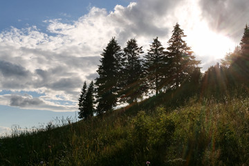 Summer landscape. Hillside, covered with grass, row fir trees an