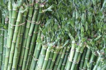 Lotus bamboo plant for Chinese festival decoration.