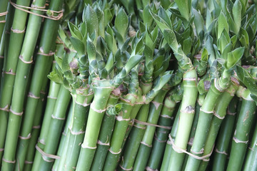 Fototapeta premium Lotus bamboo plant for Chinese festival decoration.