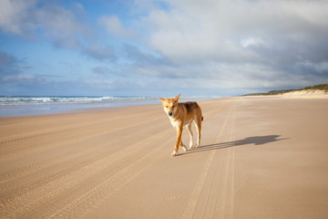 A Dingo on Fraser Island, Queensland, Australia