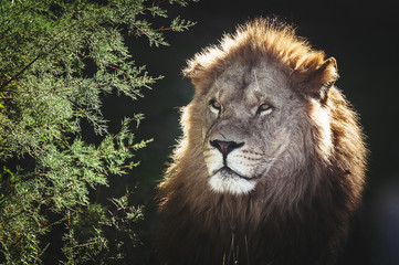 Portrait de lion