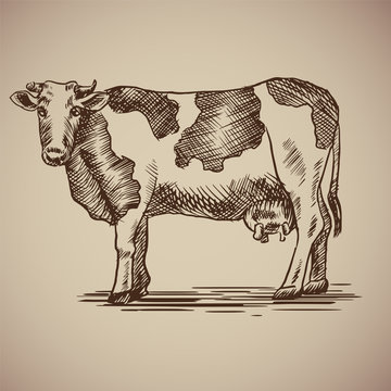 Cow in sketch style. Vector illustration livestock drawn by hand. Farm animals on gray background.