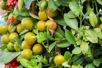 Decorative mandarins tree. Chinese New Year  prosperity ,wealth and healthsymbol