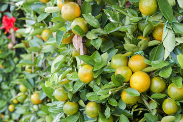 Decorative mandarins tree. Chinese New Year  prosperity ,wealth and healthsymbol