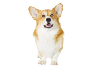 dog on a white background