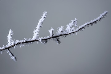 branches of the plants are covered with white fluffy hoarfrost