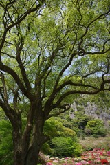 御船山楽園のクスノキとツツジ