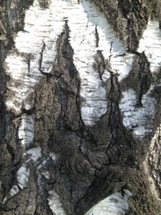 birch
