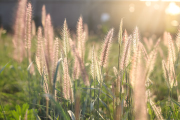 Grass flower in sunset