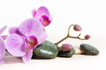 Fototapeta na wymiar Orchid and spa stones on a white background. Beautiful pink flowers on a branch.