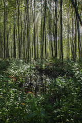 Obraz premium mangrove growing big root plant in the sea. Ecosystem and enviromental concept