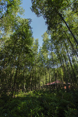 mangrove growing big root plant in the sea. Ecosystem and enviromental concept