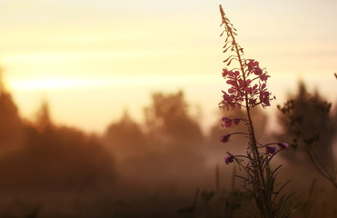 wild flower in fog on sunset