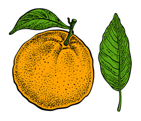 Orange fruit. Vector hand drawn illustration. Sketchy style.