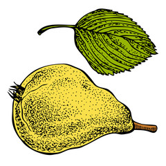 Pear and leaf. Vector hand drawn graphic illustration.