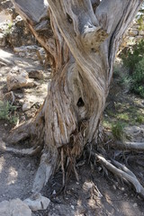 Fototapeta na wymiar Twisted dead tree