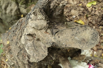 Forest land texture