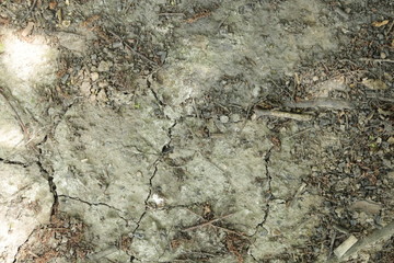 Forest land texture