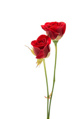 Fototapeta beautiful red rose obraz
