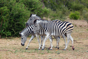 Fototapeta na wymiar The plains zebra (Equus quagga, formerly Equus burchellii), also as the common zebra or Burchell's zebra