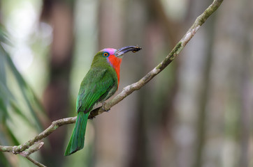 Red-bearded Bee-eater(Nyctyomis amictus Temmick), beautiful bird was eating food on branch, male.