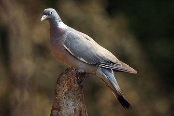 The common wood pigeon (Columba palumbus) sitting on the end of the dry strain