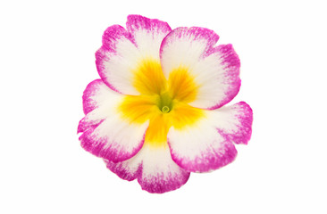 Primrose flower isolated
