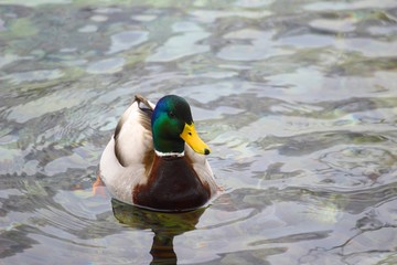 Mallard in water, wild duck male