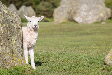 Obraz premium Lamb at Castlerigg Stone Circle
